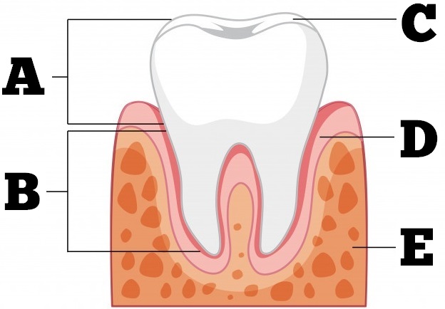🦷 If You Score 12/15 on This Quiz, You Must Be a Dentist 4 parts of tooth
