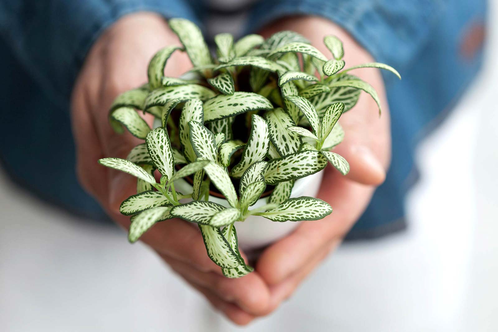 You’re Officially a Grown-Up If You Can Do 12/23 of These Things House Plant