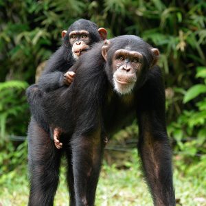 If You Can Score 15/20 on This Quiz, You’re Definitely an 🐾 Animal Expert A chimpanzee