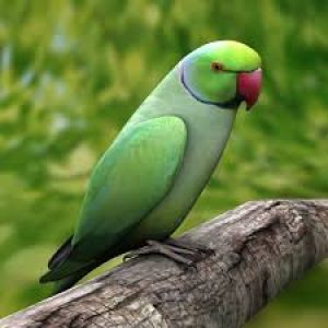 2010s Trivia A parrot