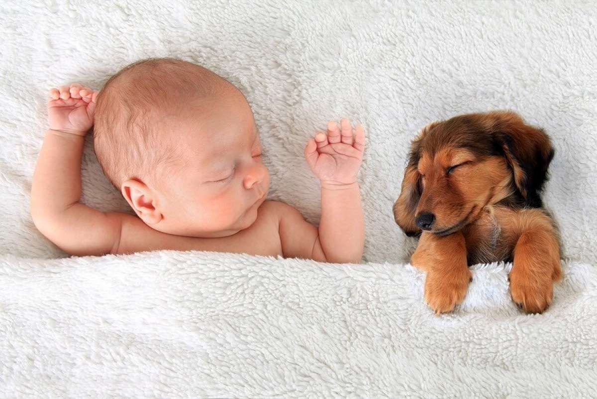 What Dessert Are You? sleeping baby and puppy
