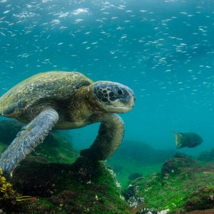 This Strange Animal Facts Quiz Gets Harder With Each Question — Can You Get 10/15? Pacific green turtle