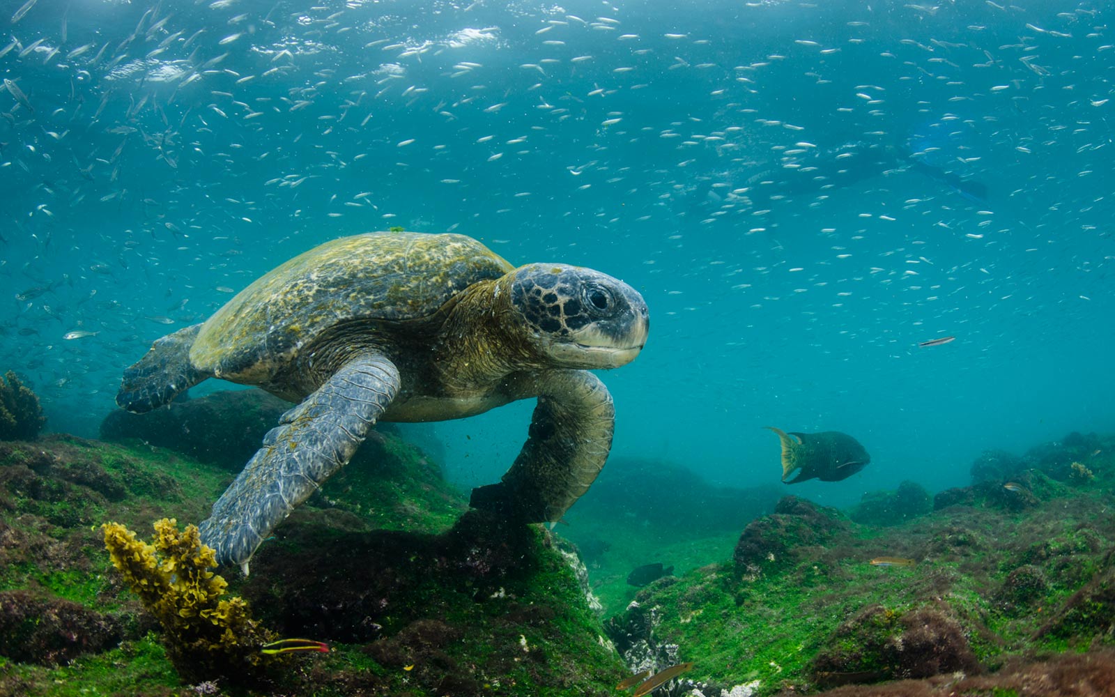 🌏 Most People Can’t Pass This Famous Landmark Quiz — Can You? Green Sea Turtle, Galapagos Islands, Ecuador