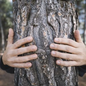 Are You Logic, Emotion, Instinct, Or Imagination? Quiz Climb a tree