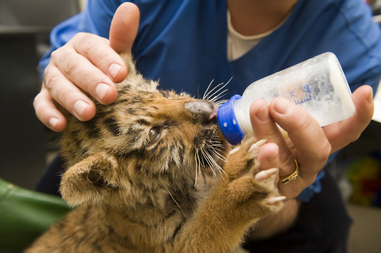 If You Can Score 15/20 on This Quiz, You’re Definitely an 🐾 Animal Expert Tiger cub