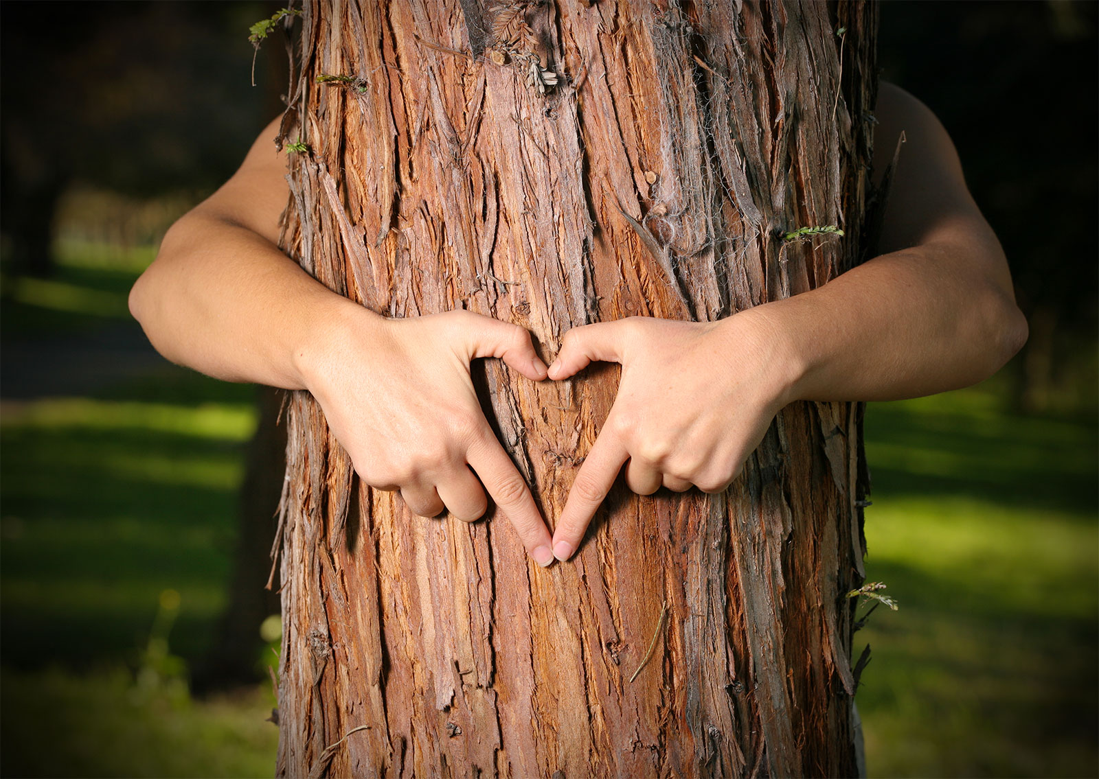 You Are A Moderate Tree Hugger! 🌳 Are You a Tree Hugger or Planet Polluter?