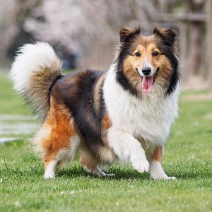 If You Want to Know the Number of 👶🏻 Kids You’ll Have, Choose Some 🐶 Dogs to Find Out Shetland Sheepdog