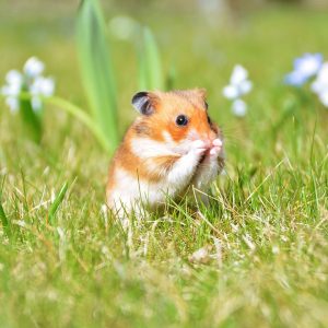 💬 Can You *Actually* Get More Than 15 on This 20-Question Quiz About Common Idioms and Sayings? The hamster will play