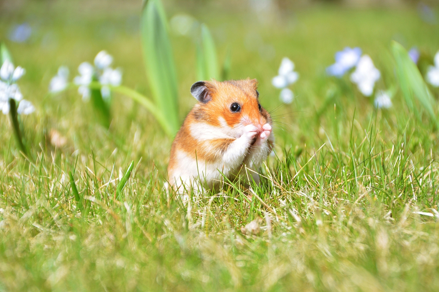 You got: Hamster/Gerbil! 🐹 What Domestic Animal Were You in a Previous Life?