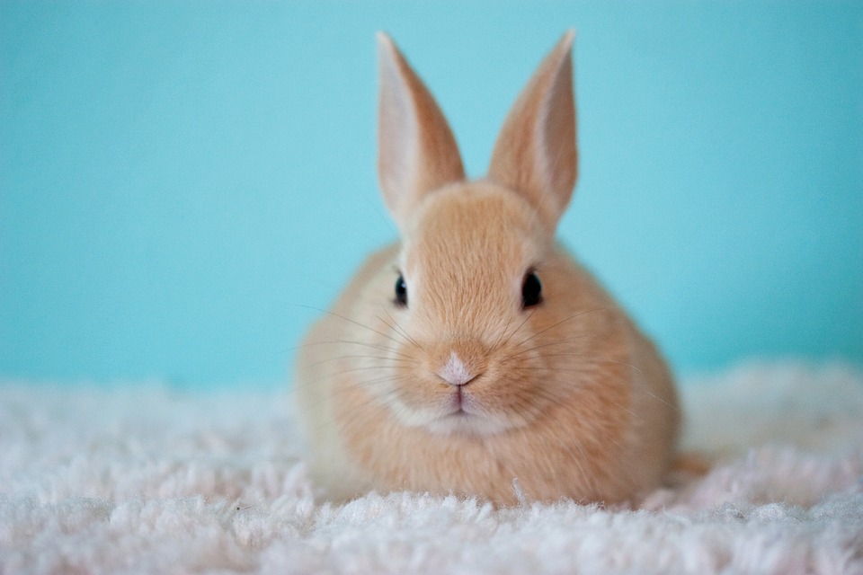 You got: Bunny! 🐹 What Domestic Animal Were You in a Previous Life?