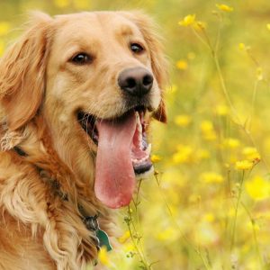 🐶 Pick Your Favorite Dog Breeds and We’ll Tell You Your Personality Golden Retriever
