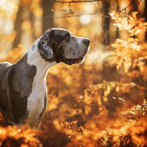 🐶 Pick Your Favorite Dog Breeds and We’ll Tell You Your Personality Great Dane
