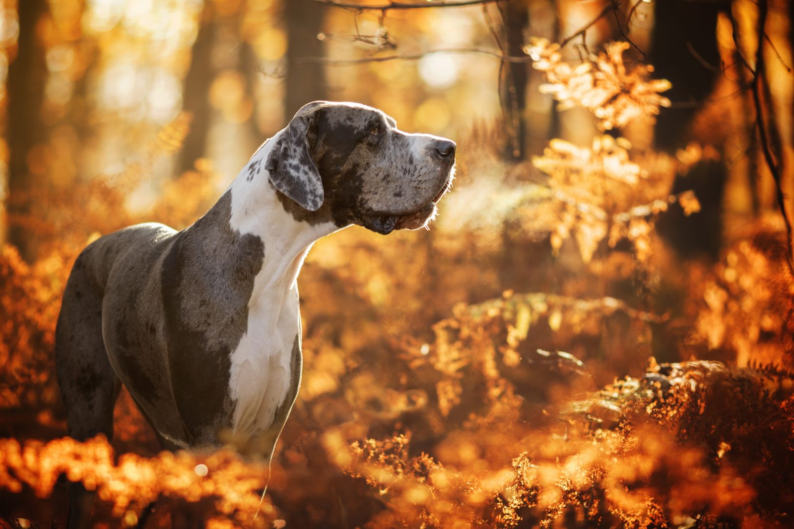 You got: Great Dane! 🍟 This McDonald’s Quiz Will Determine What Kind of Dog You Would Be