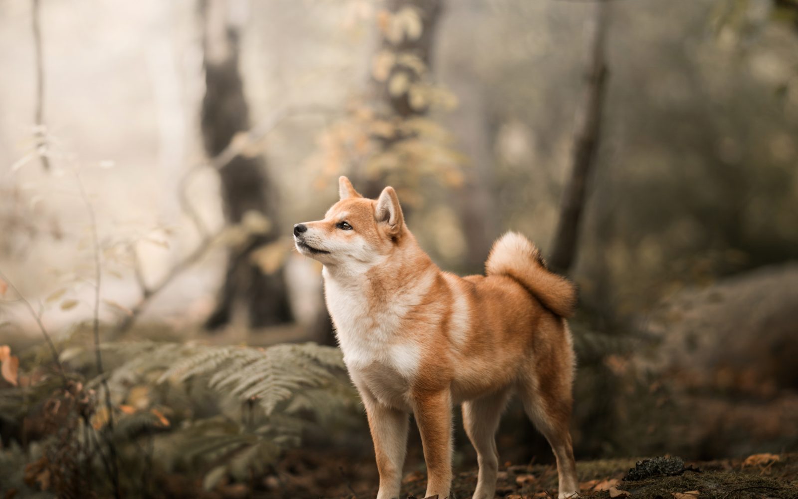 🐶 I Bet You Can’t Spell the Names of 10/20 of These Dog Breeds Shiba Inu