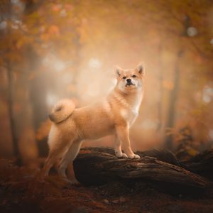 Cat Or Dog Breed Quiz Dog