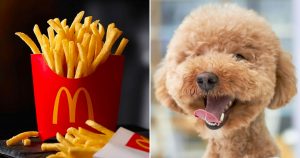 This McDonald's Quiz Will Reveal What Kind of Dog You Would Be