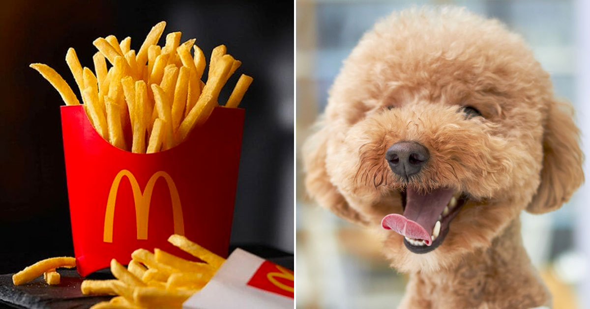 🍟 This McDonald’s Quiz Will Determine What Kind of Dog You Would Be