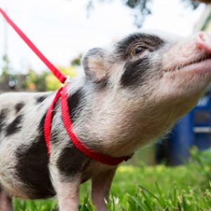 How Long Would You Survive in the Middle Ages? Adopt the pig as your pet