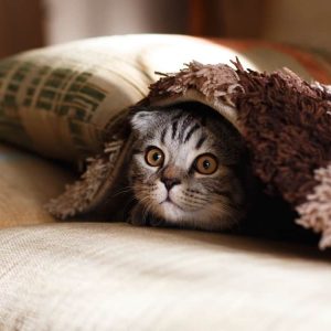 😺 How Much Of A Cat Person Are You? Quiz Hiding