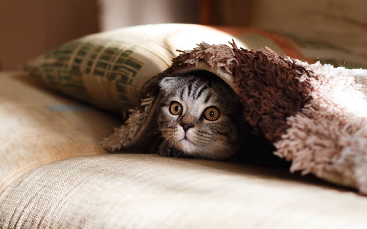 🐱 Is Your Cat Secretly Plotting Against You? Quiz Cat Under Blanket