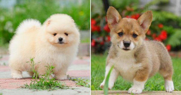 🐾 Most People Can’t Identify 12/15 of These Pups – Can You?