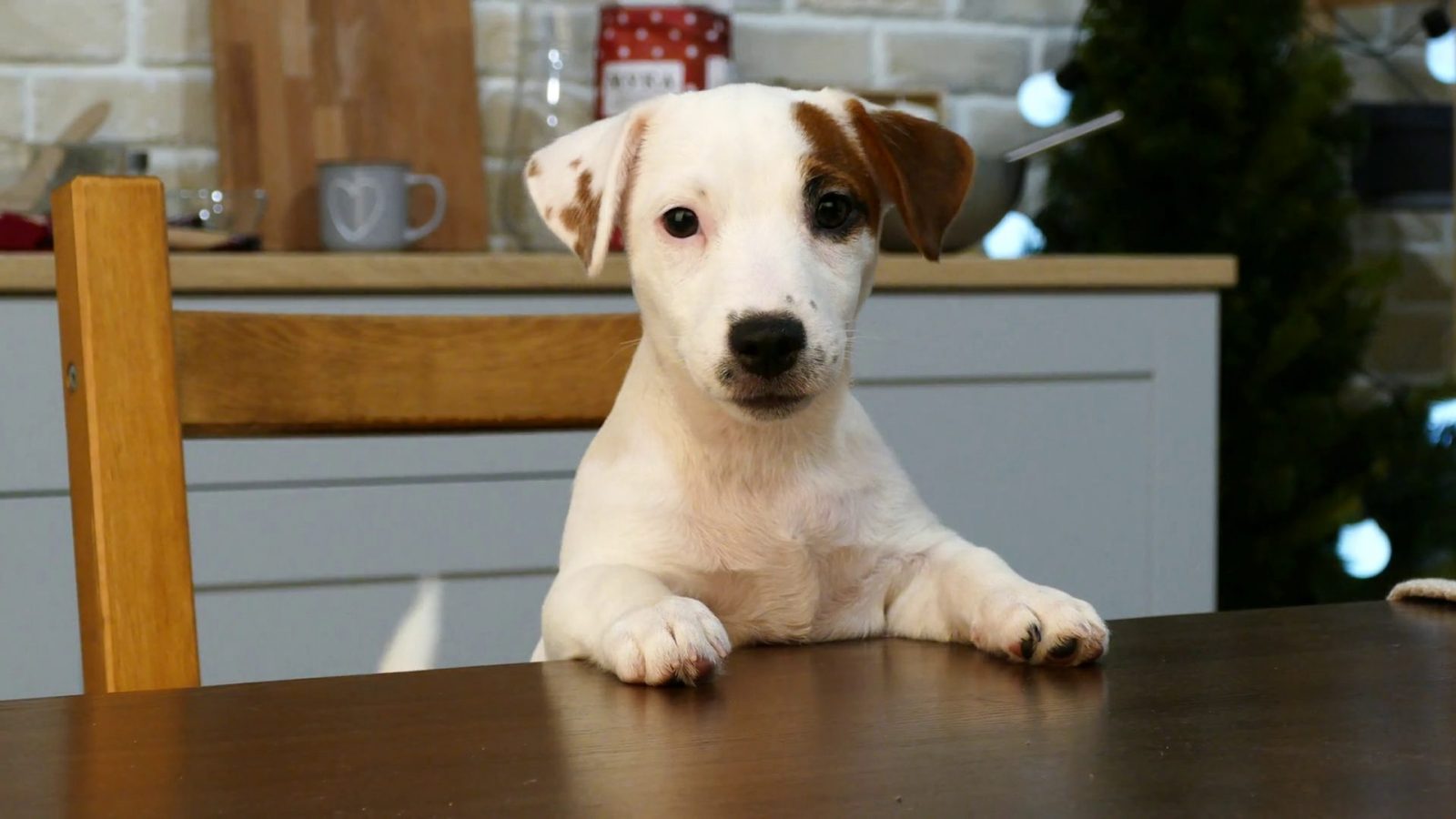 🐶 Name These Puppies and We’ll Tell You Your Future Videoblocks Jack Russell Terrier Puppy Sitting At The Dinner Table In The Kitchen Hryfn4ilv Thumbnail Full01
