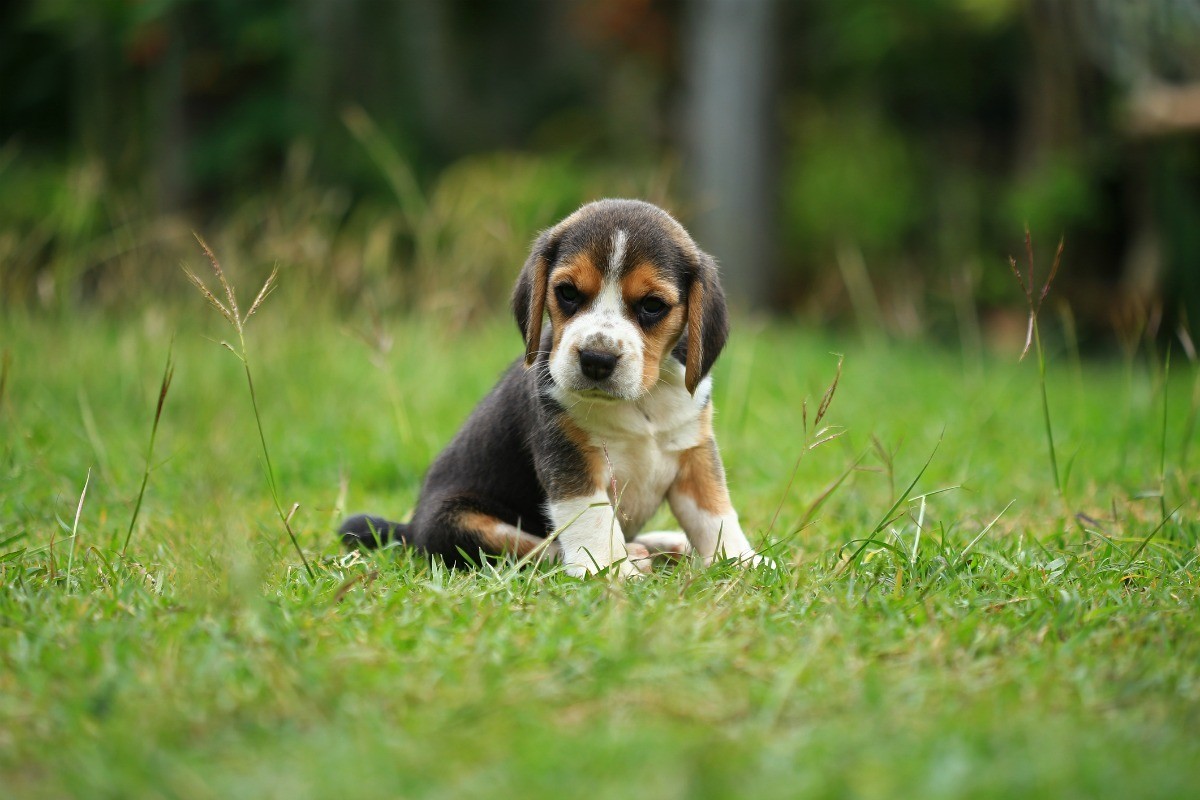 What Wild Animal Are You? Beagle Puppy X2
