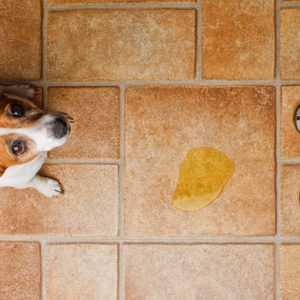 🐶 Spend a Day as a Dog to Find Out What Breed You Are Excitedly pee on the floor