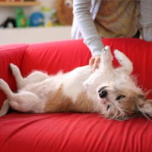 🐶 Spend a Day as a Dog to Find Out What Breed You Are Tummy rubs