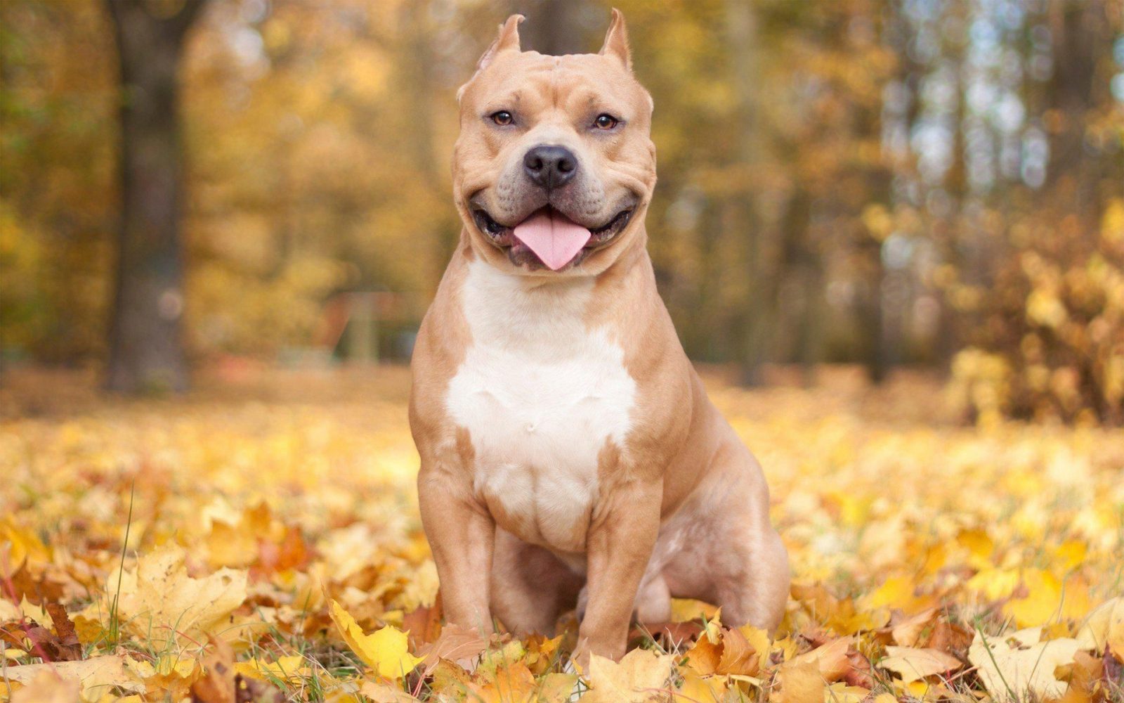 Only the Biggest Dog Lovers Can Identify All 20 of These Breeds 🐾 — Can You? Pit Bull