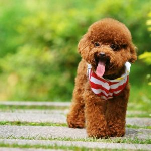 Alphabet Animals Pet Quiz Poodle