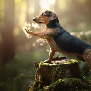 Form Team Of Dogs To Know If You're Introvert Or Extrov… Quiz Dachshund