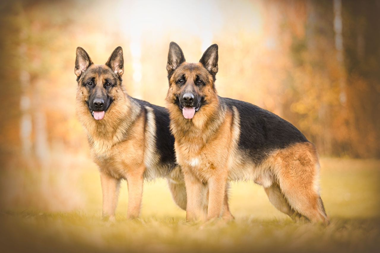 You got: German Shepherd! 🐶 Spend a Day as a Dog to Find Out What Breed You Are