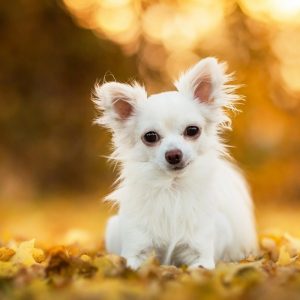 Passing This Animal Kingdom Quiz Is the Only Proof You Need to Show You’re the Smart Friend Chihuahua