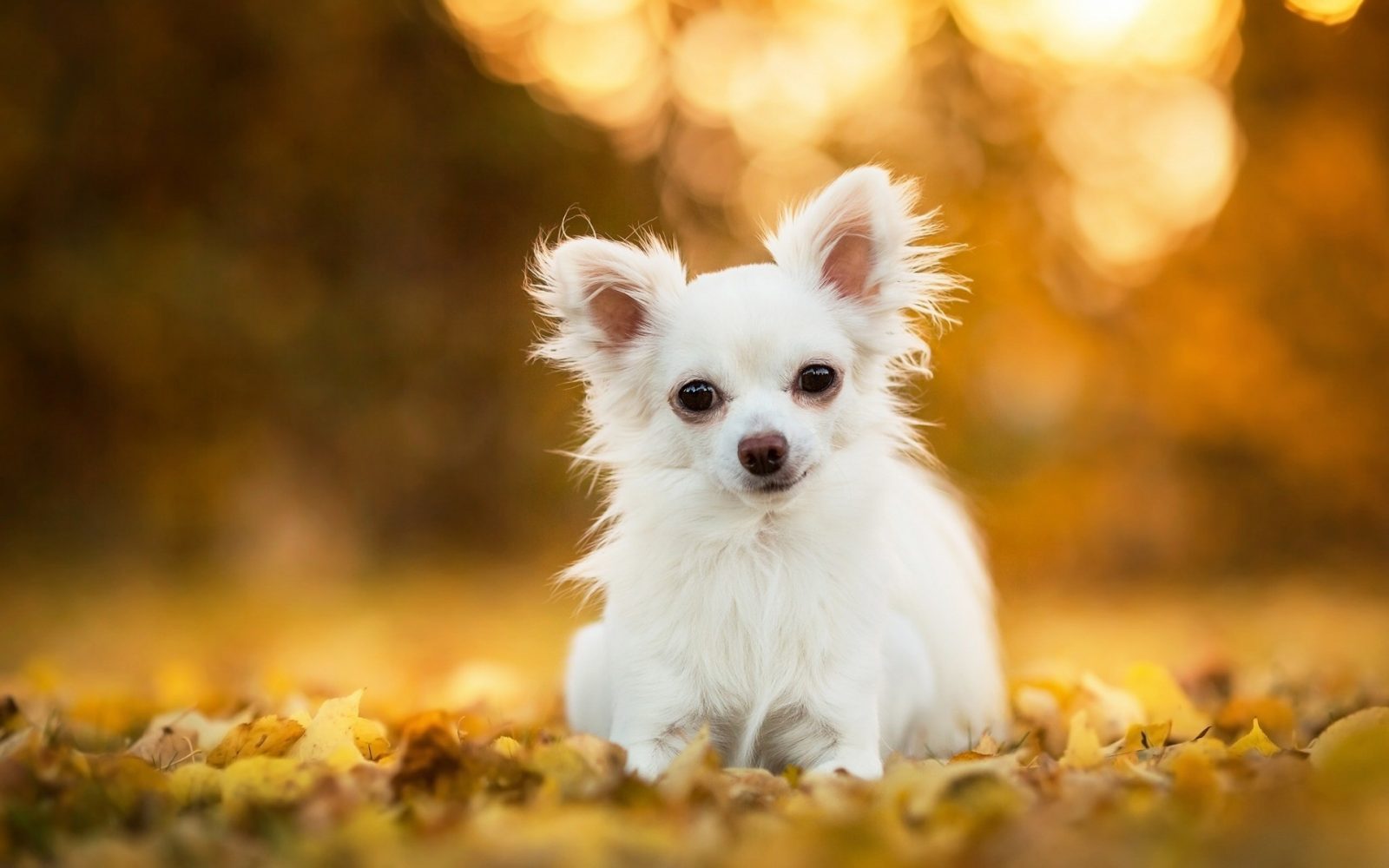 Please Tell Me You'll Be Able to Pass This Moderately Easy Random Knowledge Quiz Chihuahua