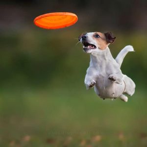 🐶 Spend a Day as a Dog to Find Out What Breed You Are Frisbee