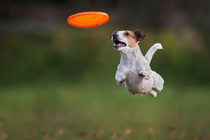 🐶 Pick Your Favorite Dog Breeds and We’ll Tell You Your Personality Dog Frisbee
