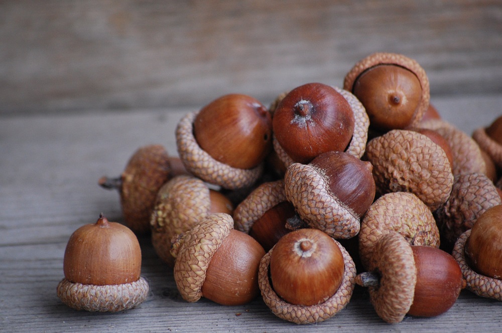 🥜 If You've Eaten 12/18 of These, You're Nuts About Nuts Quiz Acorn