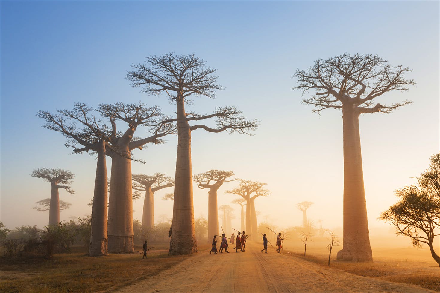 Can You Conquer All 7 Continents in This 30-Question Quiz? Avenue of the Baobabs, Madagascar
