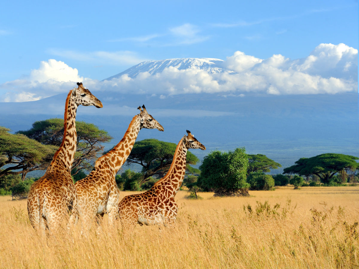 Mountains Quiz Mount Kilimanjaro savanna grassland giraffes