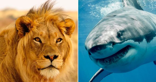 🦁 Can You Actually Survive These Wild Animal Attacks?