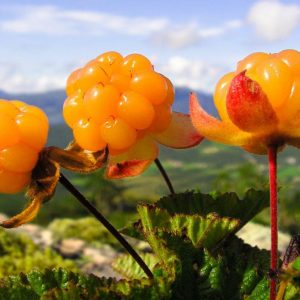 I'm Sure You Can't Identify At Least 15 Of These Berries Quiz 