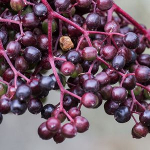🌺 Only a Botanist Can Pass This Quiz on North American Plants — How Well Can You Do? Huckleberries