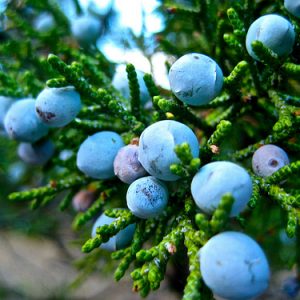 I'm Sure You Can't Identify At Least 15 Of These Berries Quiz 