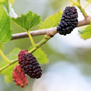 I'm Sure You Can't Identify At Least 15 Of These Berries Quiz 
