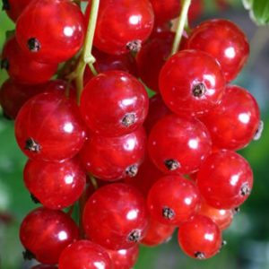 I'm Sure You Can't Identify At Least 15 Of These Berries Quiz 