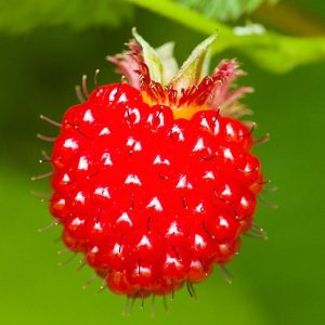 I'm Sure You Can't Identify At Least 15 Of These Berries Quiz 