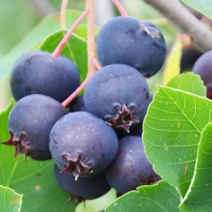 I'm Sure You Can't Identify At Least 15 Of These Berries Quiz 