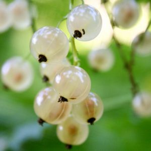 I'm Sure You Can't Identify At Least 15 Of These Berries Quiz 