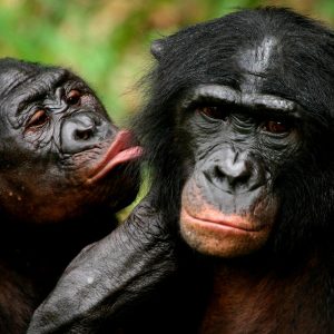 If You Ace This General Knowledge Quiz, You’re Actually Too Smart Bonobo